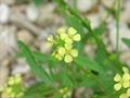turnipweed